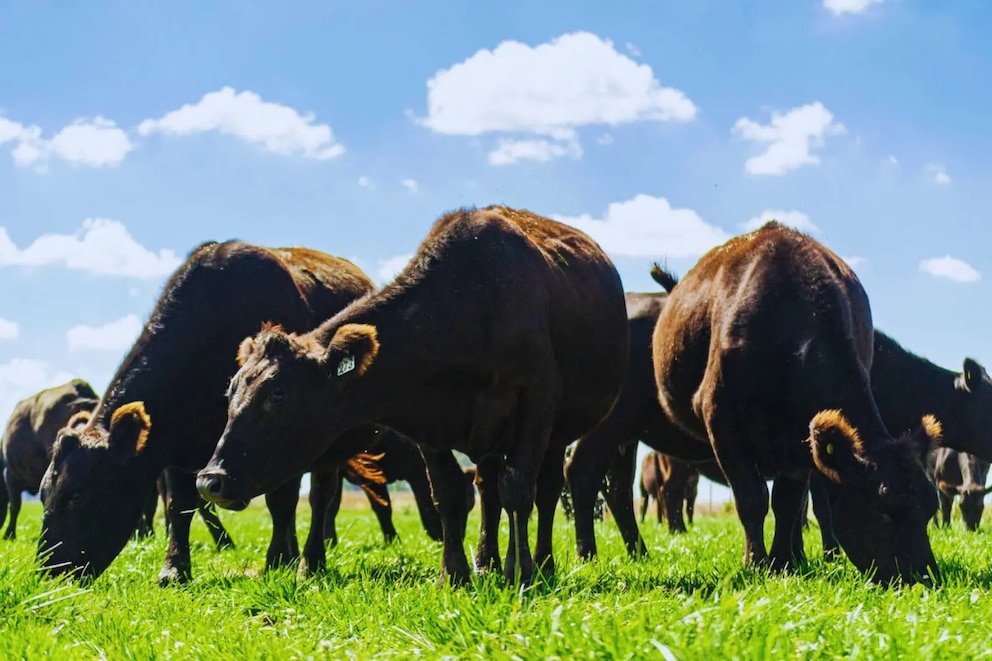 Pasturas inteligentes: una app revoluciona el manejo ganadero y mejora la eficiencia en el campo