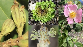 La comunidad botánica española describe