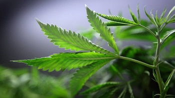 Las sorprendentes maneras en que el cannabis puede afectar al cerebro envejecido