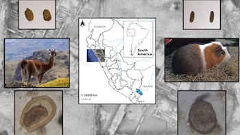Estudio arqueológico revela crianza simultánea de cuyes y camélidos y su vínculo con enfermedades en el antiguo Perú urbano