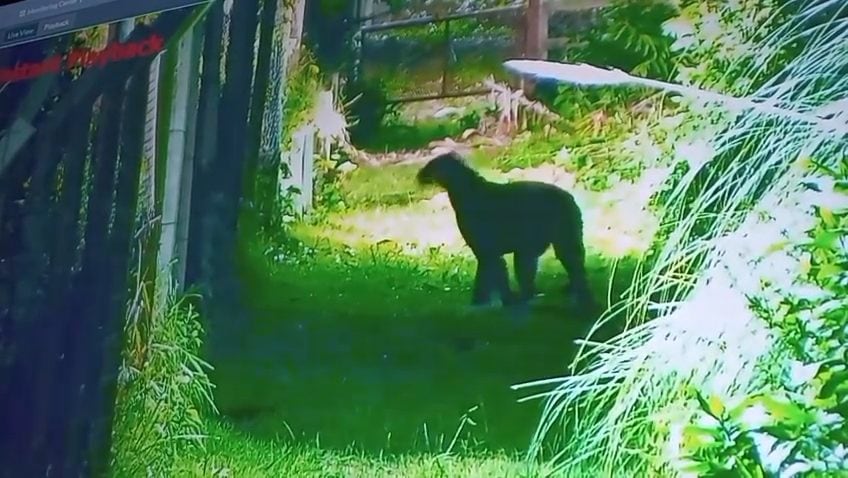 El animal fue detectado en las inmediaciones de un barrio privado en Escobar