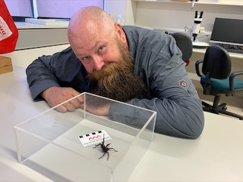 Su veneno contiene delta-atracotoxinas, capaces