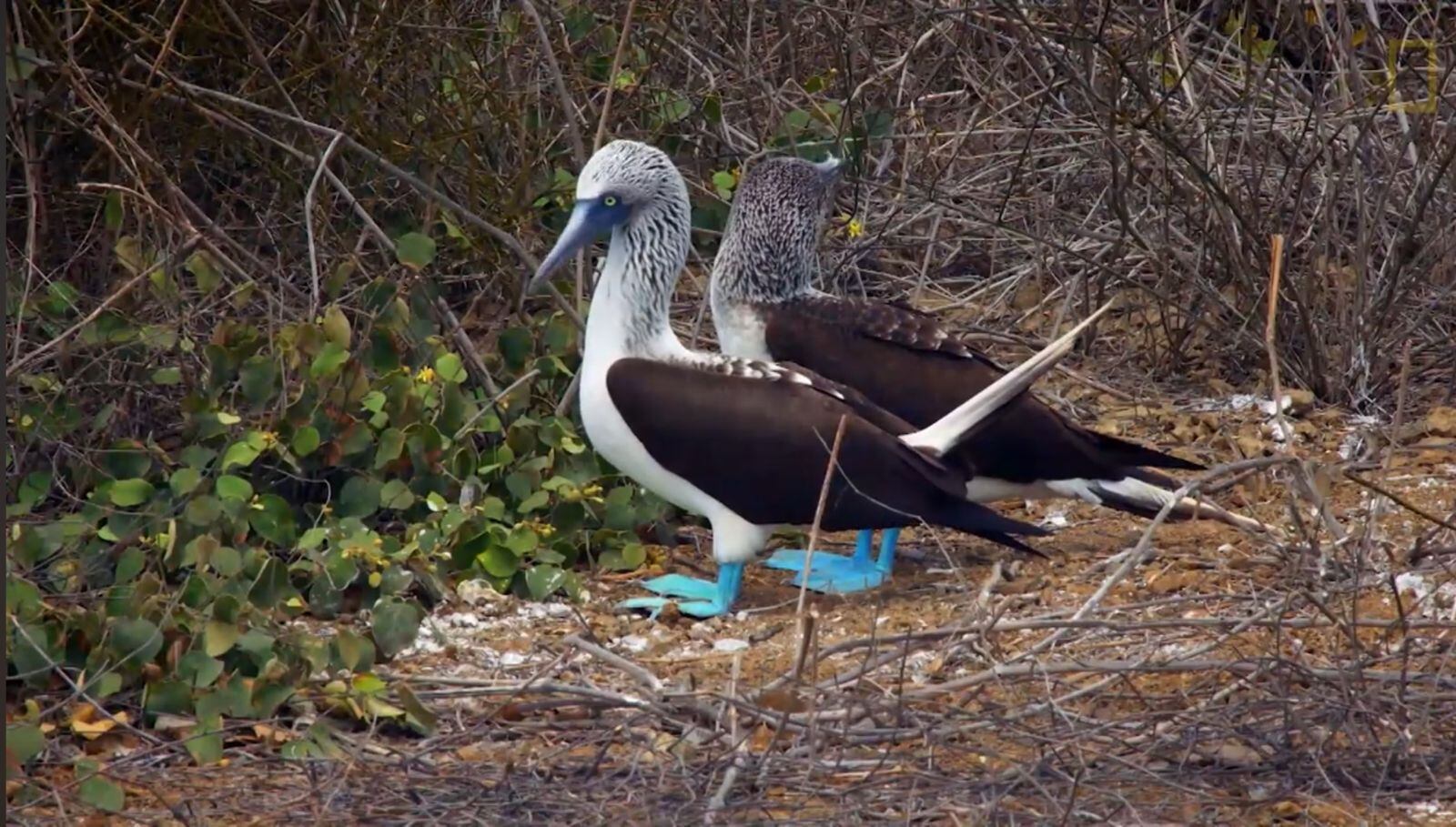 Los piqueros presentan conductas reproductivas que ponen en riesgo su continuidad, como el abandono de huevos desplazados y el fratricidio entre polluelos (Captura de video: YouTube/National Geographic)
