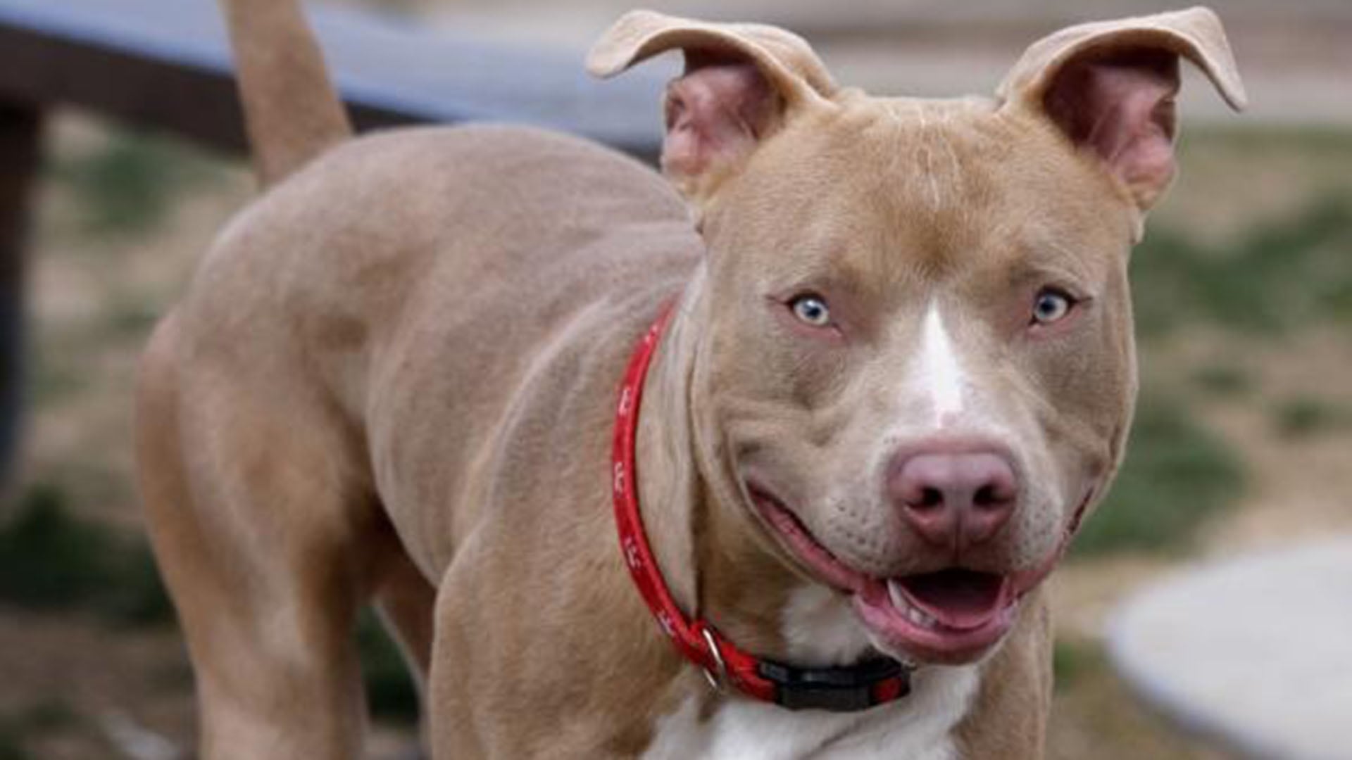 El perro asesinado fue un animal raza Pitbull, de color canela y blanco (ministeriopublico.jusrionegro.gov.ar)