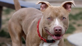 Imputan a dos hermanos por