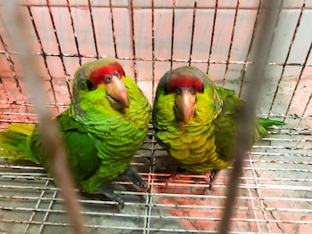 Profepa recordó que la posesión,