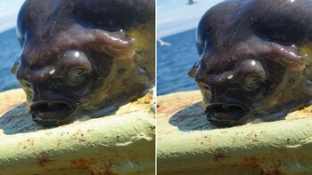 Un fotógrafo ruso encontró un