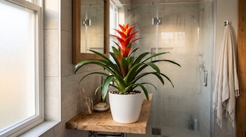 Planta guzmania de hojas verdes y centro rojo en maceta blanca sobre una repisa de madera junto a una ventana y una ducha.
