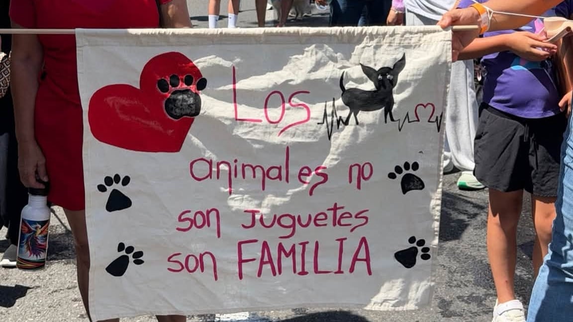 Diputada Ángela Aguilar anuncia un proyecto para endurecer las penas por maltrato animal en Costa Rica