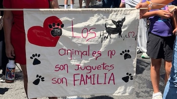 Diputada Ángela Aguilar anuncia un proyecto para endurecer las penas por maltrato animal en Costa Rica