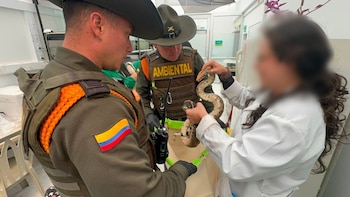 Policía incautó 23 animales silvestres en una institución de educación superior de Usaquén: así fue el operativo
