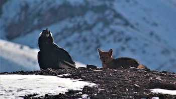 condores-y-zorrito-en-Mendoza