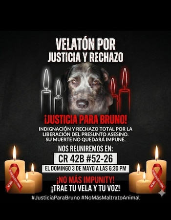 La comunidad de Palmira convocó a una velatón para exigir justicia por Bruno y visibilizar la lucha contra la impunidad en casos de violencia animal - crédito Denuncias Ciudadanas Palmira DCP 1.0 / Facebook
