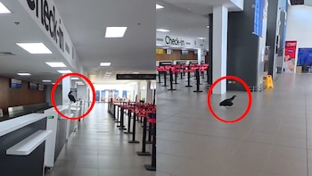 Ave de rapiña causó pánico