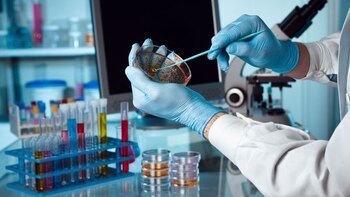 Los científicos establecieron dos "salvaguardas"