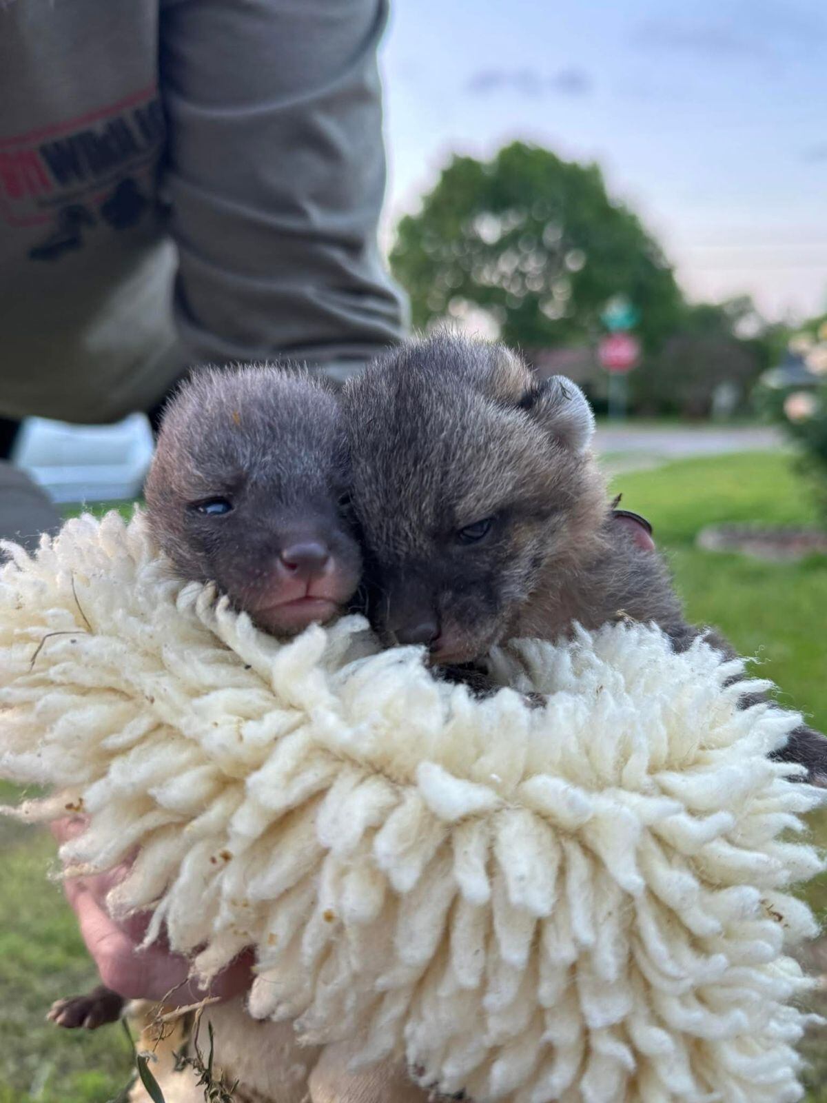 El equipo está conformado por especialistas, voluntarios y rehabilitadores externos distribuidos en la región. (Crédito: Facebook / North Texas Wildlife Center)