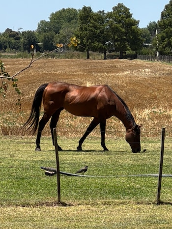 Verde y caballos: postal de