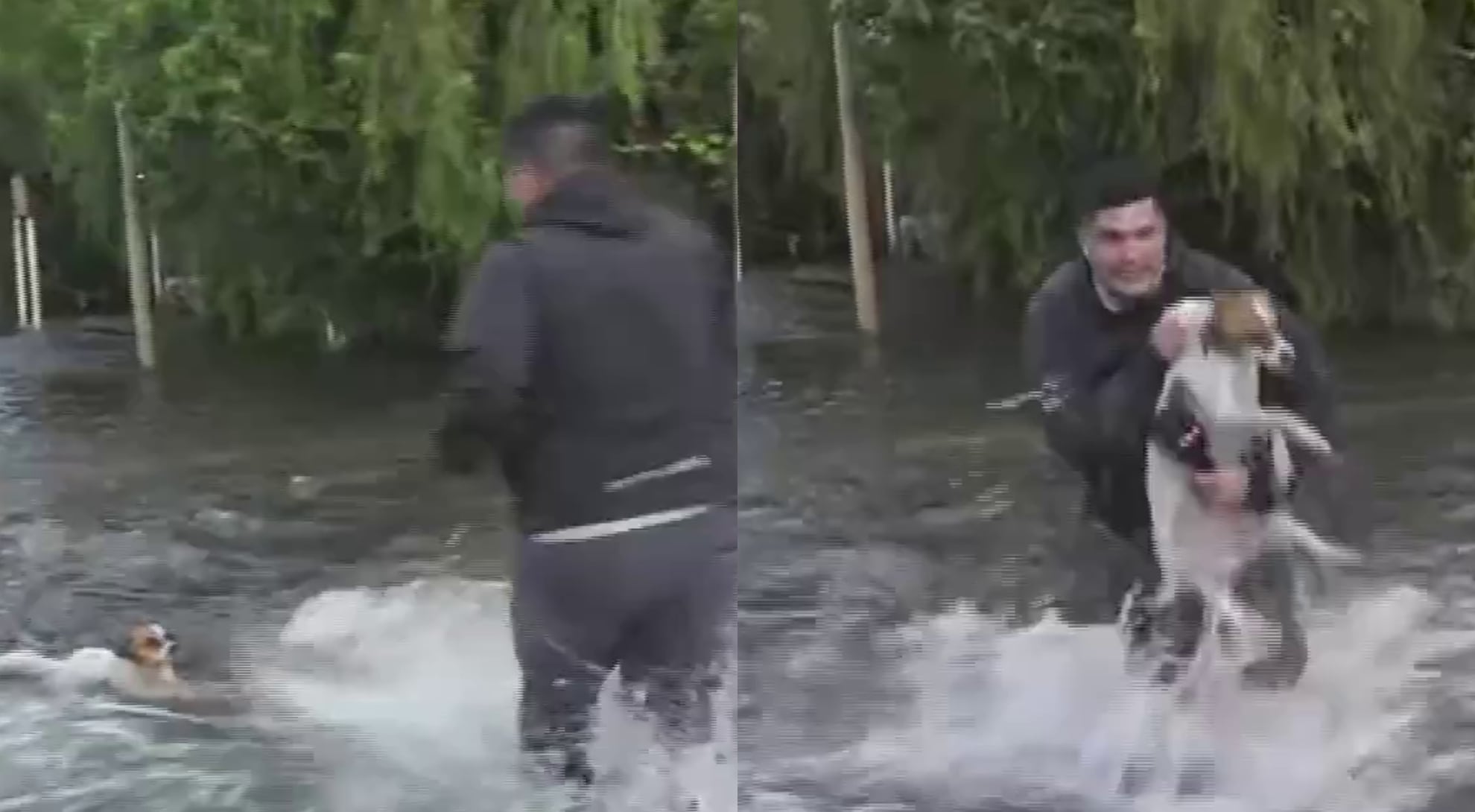Un periodista rescató en vivo a un perro que era arrastrado por la corriente en las inundaciones de Chaco: el video