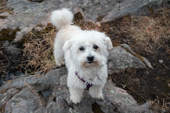 Un perro tipo bichón maltés.