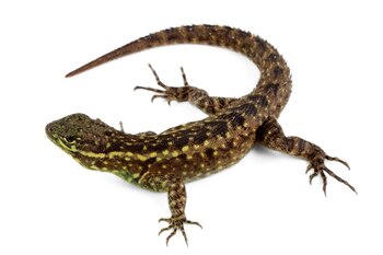 Carrión Mora colaboró en la descripción del lagarto Stenocercus carrioni. (Bioweb/ Omar Torres-Carvajal)