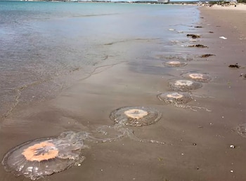 Las medusas no atacan a