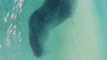 Los hallazgos podrían ayudar a