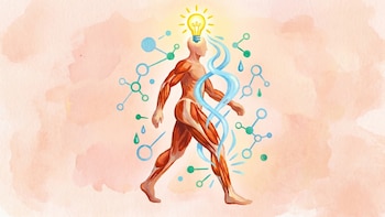 Cual es el mecanismo biológico que impulsa las ganas de hacer ejercicio y mejora el metabolismo