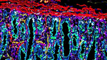 Hito científico: tres nuevos atlas