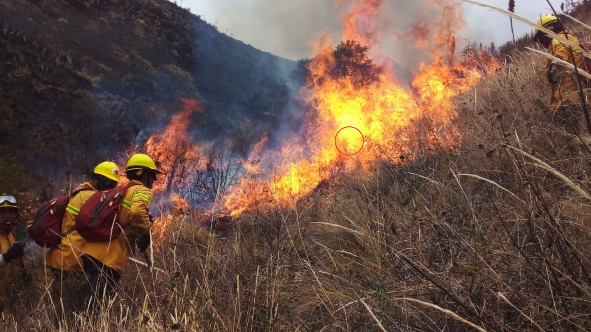 Fenómeno El Niño agrava el riesgo de incendios forestales en Perú: Esta es su influencia