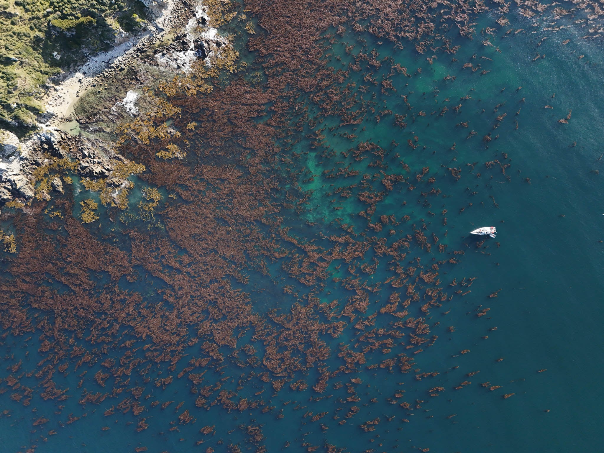 En los últimos cincuenta años, los bosques de macrocystis se redujeron casi 40% en el mundo. Los de Argentina, por ahora, están sanos. Foto: Cristian Lagger / Fundación Por El Mar