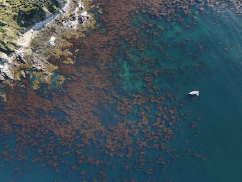 En los últimos cincuenta años, los bosques de macrocystis se redujeron casi 40% en el mundo. Los de Argentina, por ahora, están sanos. Foto: Cristian Lagger / Fundación Por El Mar