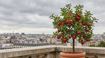 Un pequeño árbol de manzano con muchas manzanas rojas y hojas verdes en una maceta en un balcón de piedra, con una ciudad difuminada y un cielo gris nublado de fondo.