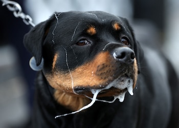 A Rottweiler arrives on the first day of the Crufts dog show in Birmingham, Britain, March 10, 2022. REUTERS/Molly Darlington
