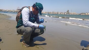 Derrame de petróleo en Piura: