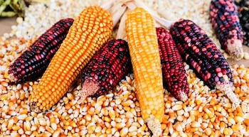 maíz Edomex apoyo complementario campo