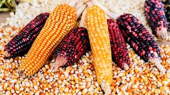 Edomex otorgará apoyo adicional de 300 pesos por tonelada de maíz: productores recibirán hasta 7 mil 500 pesos