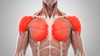 Modelo 3D del torso humano. Pectorales y deltoides están resaltados en rojo, mostrando la musculatura superior con detalle sobre fondo gris claro.