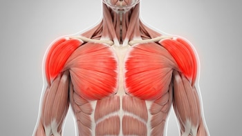No es caminar: el entrenamiento que realmente previene la pérdida de masa muscular después de los 40