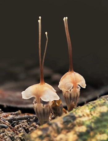 El hallazgo de Thismia selangorensis