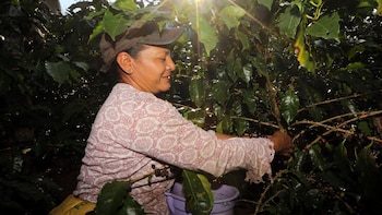 Honduras apuesta por atraer más inversión al agro con nueva estrategia para fortalecer la producción hasta 2030