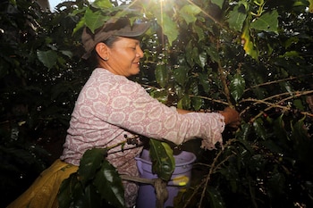 El sector agroalimentario en Honduras aporta alrededor del 12% del Producto Interno Bruto y genera cerca del 23% del empleo nacional.EFE/STR