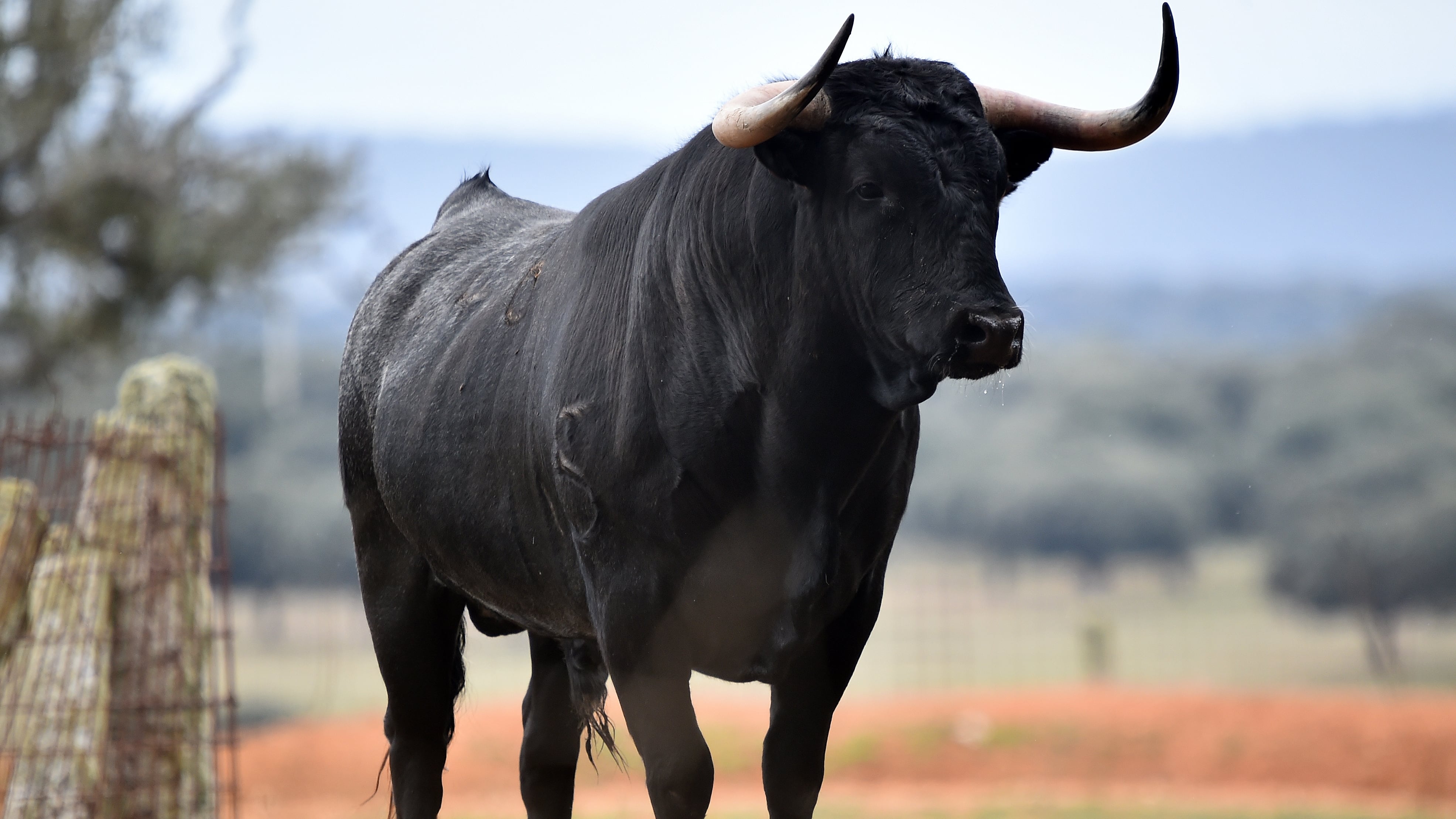 Entre 2018 y 2023 se contabilizaron 1.604 muertes relacionadas con encuentros con animales, muchas causadas por especies domésticas o venenosas (AdobeStock)