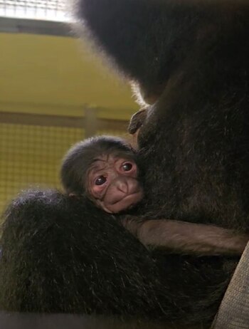 Un nuevo integrante se une