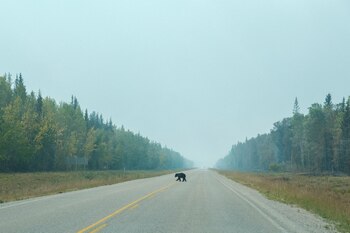 Un oso negro fue mutilado