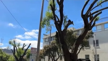 Vista de una calle urbana con árboles de troncos gruesos y ramas podadas, un poste de luz, líneas eléctricas y un edificio blanco con ventanas bajo un cielo azul claro