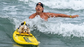 Hombre con gorra negra y audífonos azules, y perro con chaleco salvavidas sobre una tabla amarilla con letras, en el mar con olas