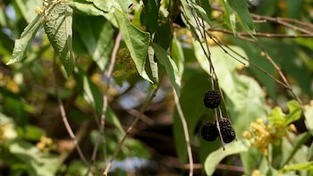 Foto:
Wikipedia/J.M.Garg