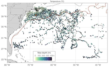 La integración de plataformas móviles en tiburones permite observar regiones (Nola Schoder)