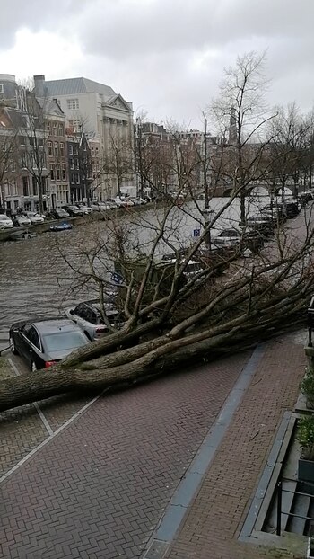 Un árbol caído por los