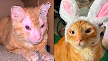 Phoenix sobrevivió al maltrato animal